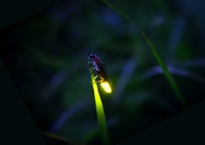 夜探螢火蟲