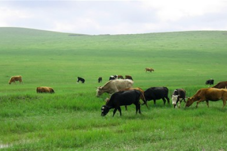 內蒙古自治區、大華原文化交流、遊牧民族體驗8-10天團
